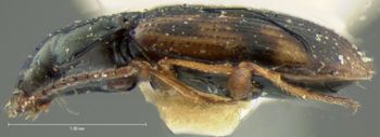 Media type: image;   Entomology 5536 Aspect: habitus lateral view